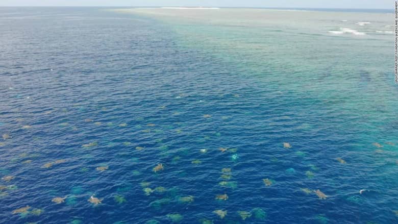 في ظاهرة غريبة عشرات آلاف السلاحف المائية تغزو شواطىء أستراليا