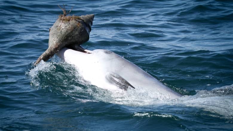 شاهد.. حيلة الدلافين لصيد الأسماك باستخدام صدف المحار