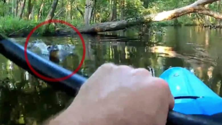 تمساح ينقض على شخص داخل قارب كاياك.. شاهد ما حدث بعدها