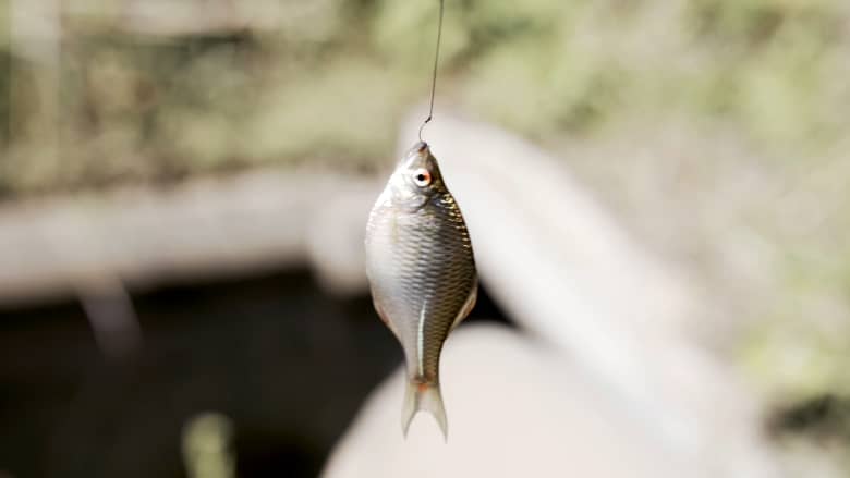 صغيرة مثل ظفر إصبع الخنصر.. تقليد ياباني لصيد واحدة من أصغر أسماك العالم