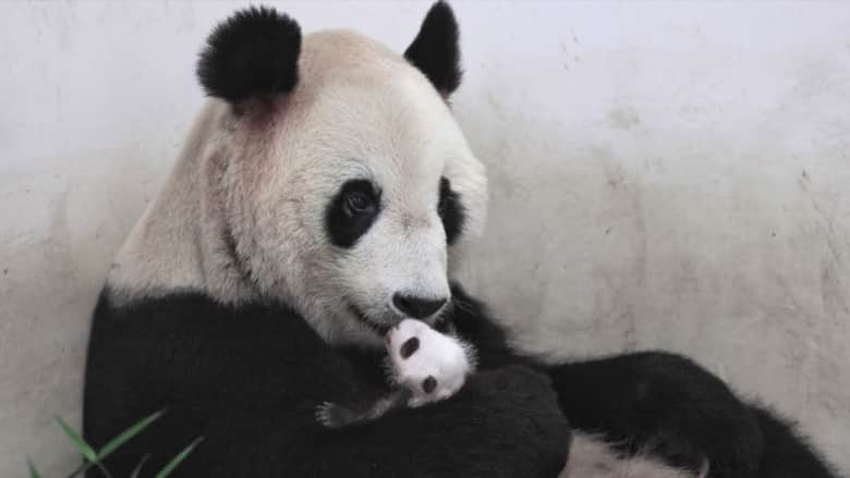 كيف يمكن معرفة أن أنثى الباندا العملاقة حامل؟
