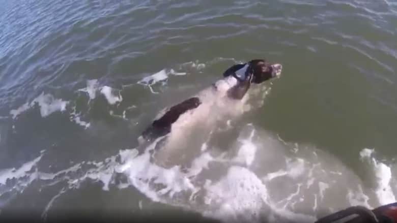 شاهد ماذا حدث لكلب حاول مطاردة نسور في الماء