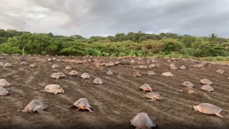 شاهد.. كاميرا ترصد غزو آلاف السلاحف البحرية أحد شواطئ كوستاريكا