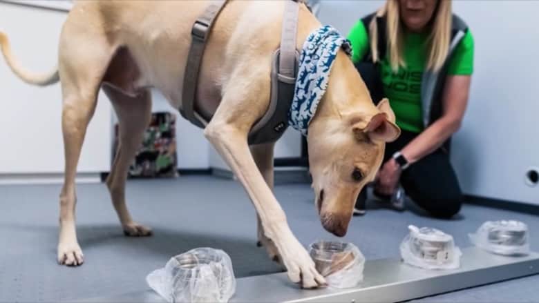 كلاب ترصد فيروس كورونا في مطار فنلندا..كيف تفعل ذلك؟