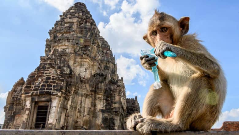شاهد كيف تتعايش هذه المدينة مع آلاف القردة التي تعيش في شوارعها