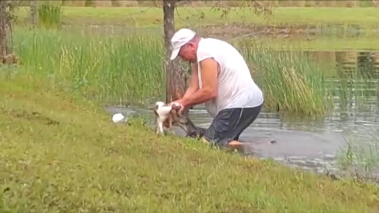 رجل يصارع تمساحاً لينقذ كلبه من أن يؤكل حياً