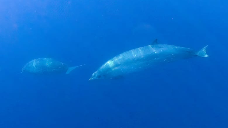 اكتشاف فصيلة جديدة من الحيتان بالقرب من ساحل المكسيك