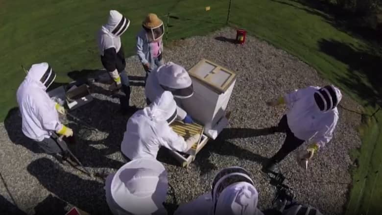 دراسة تكشف عن تغيُّر غريب في سلوك النحل بسبب مبيد حشري شائع