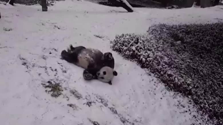 فيديو طريف لدُب الباندا يمرح على الثلوج المتساقطة بحديقة الحيوانات الوطنية في واشنطن