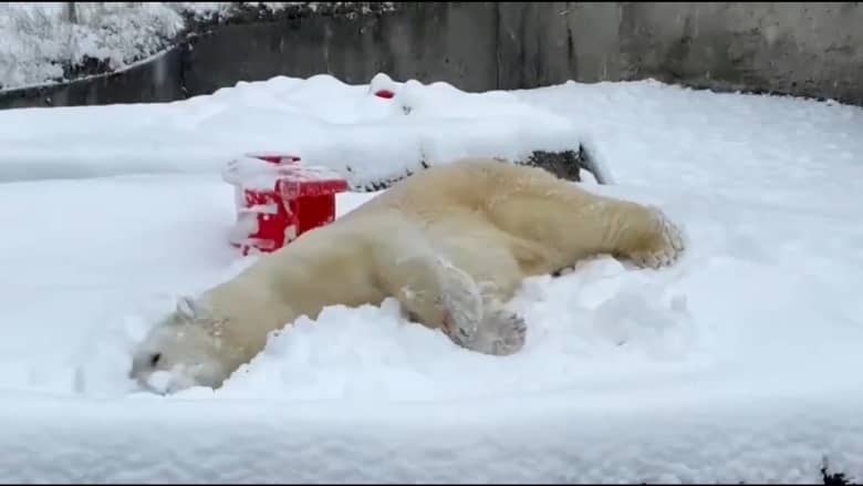 اترك كل شيء وشاهد هذا الدب القطبي يلعب بالثلج