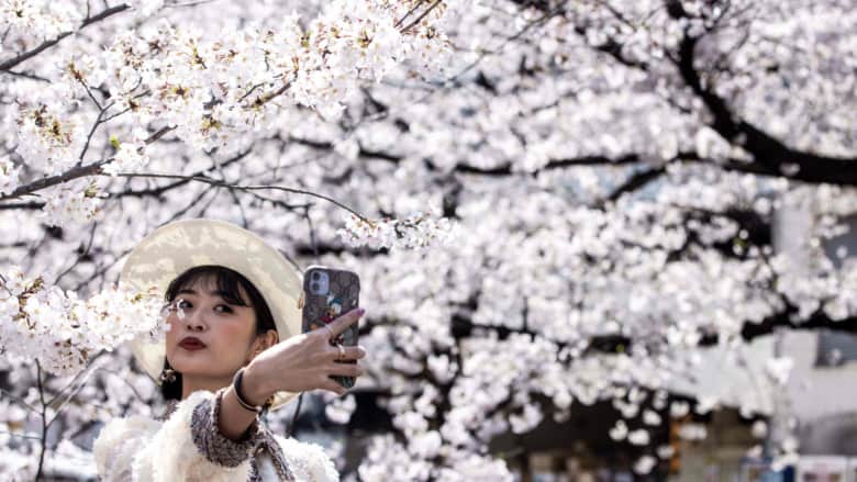 موسم أزهار الكرز في اليابان.. مشهد يعكس جمال الطبيعة على كوكبنا