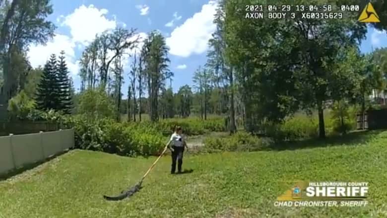 شاهد جرأة نائب عمدة أمريكي تستخدم مكنسة خشبية لسحب تمساح إلى بركة
