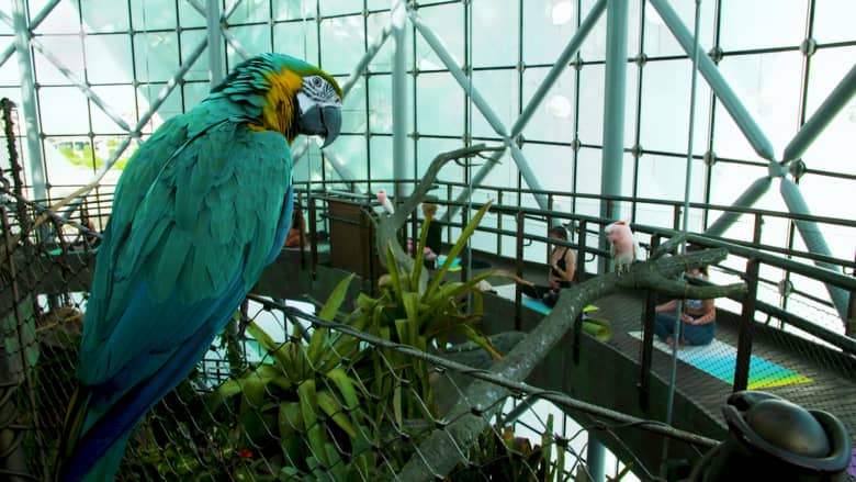متعة لمحبي اليوغا في دبي.. يمكنك الآن ممارسة التأمل في "غابة مطيرة" بين أكثر من 3000 نوع من الحيوانات