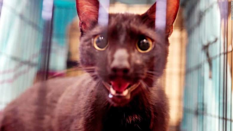 العثور على قطة على قيد الحياة بعد 16 يومًا من انهيار برج سكني في ميامي
