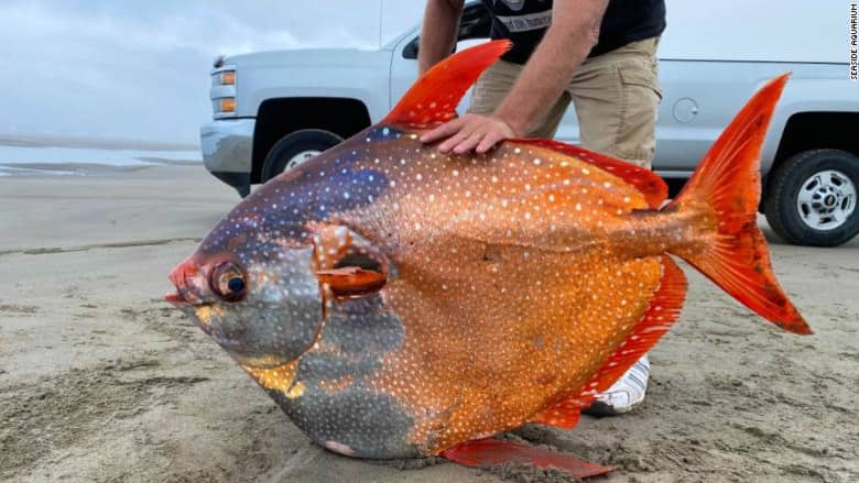 شاهد.. العثور على سمكة ضخمة نادرة على أحد شواطئ أمريكا