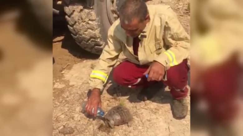 شاهد.. رجل إطفاء ينقذ سلحفاة وسط حرائق الغابات في تركيا ويسقيها الماء