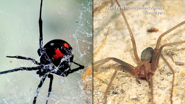 كيف يمكنك معرفة لدغة العنكبوت؟ وما هي اللدغات الأكثر خطورة؟
