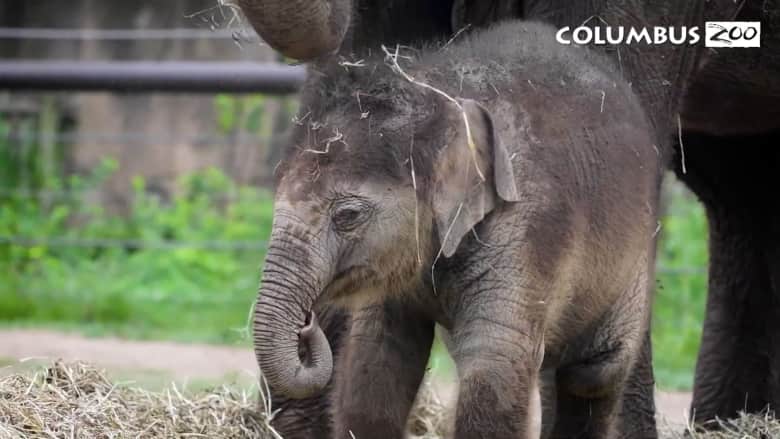 حديقة حيوانات في أوهايو تقيم حفل الكشف عن اسم عجل فيل بالغ من العمر 9 أسابيع.. ماذا سمته؟