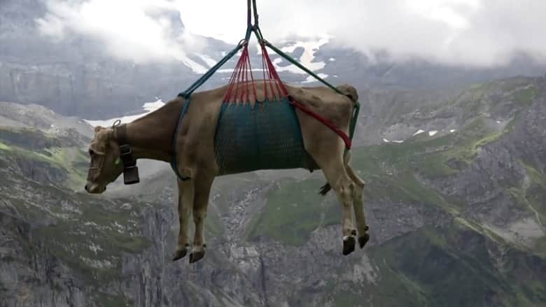 شاهد لماذ تُنقل هذه الأبقار جواً فوق المروج السويسرية