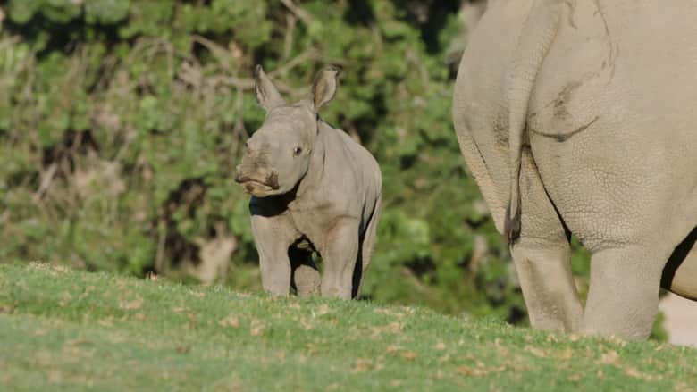 شاهد..أنثى نادرة من وحيد القرن الأبيض تُولد في حديقة حيوانات في أمريكا