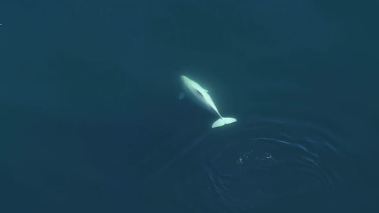 شاهد.. ظهور نادر لحوت أبيض ضخم لأول مرة قرب واشنطن