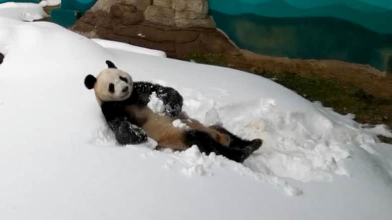 شاهد.. باندا عملاقة تستمتع باللعب في الثلج بحديقة حيوانات في الصين