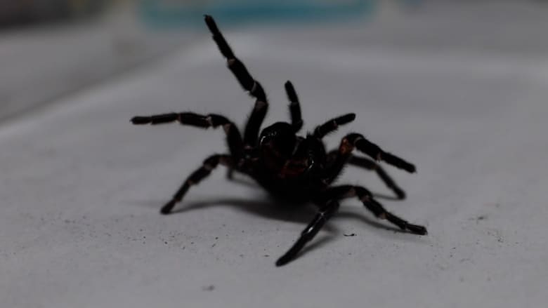 بأنيابه الضخمة يمكنه ثقب أظافر الإنسان.. تعرف على هذا العنكبوت الأسترالي 