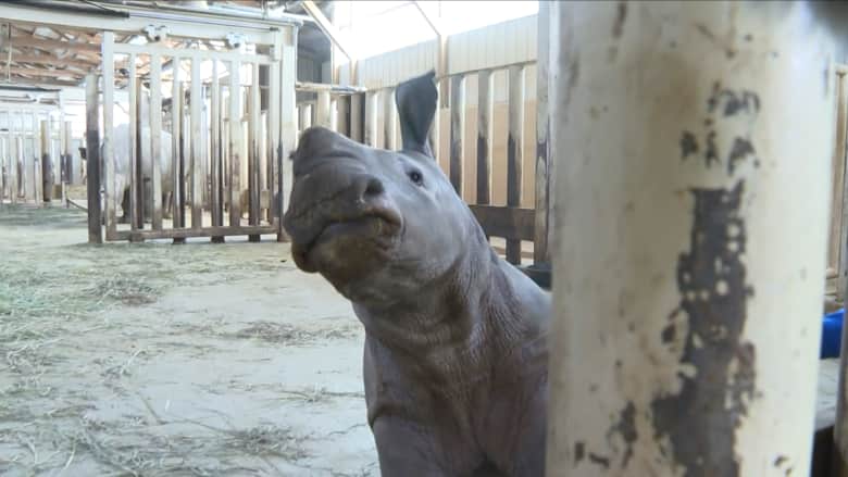 شاهد.. طفل وحيد القرن يستمتع بالتباهي واللعب أمام الضيوف في حديقة حيوانات بأمريكا