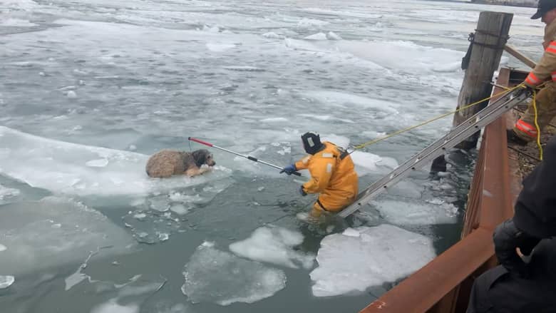 شاهد ما حدث لكلب بعد أن علق على قطعة جليدية عائمة في نهر متجمد بأمريكا