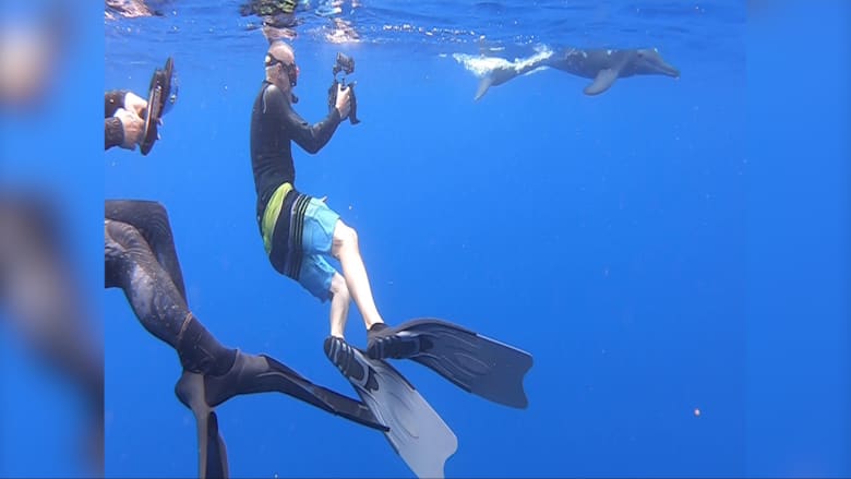دلفين يحمي أمريكية من سمكة قرش تسبح بقربها بطريقة مفاجئة