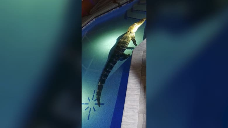 شاهد.. عائلة تكتشف تمساحاً بطول 11 قدماً في حوض سباحة منزلها