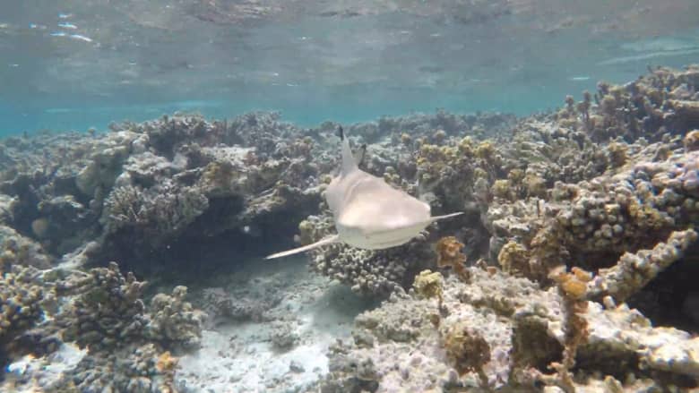 الغوص بين أسماك القرش في جزر المالديف