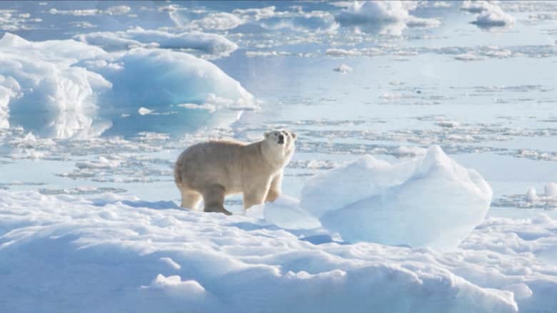 شاهد.. علماء يكتشفون مجموعة من الدببة القطبية “المتميزة جينيا” تعيش في مكان مثير للدهشة