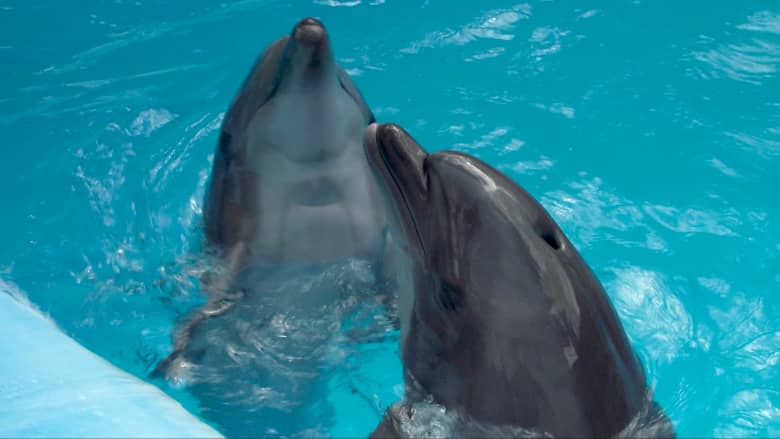 شاهد.. دلافين وحيتان محاصرة في حوض أسماك مهجور وسط أوكرانيا التي مزقتها الحرب