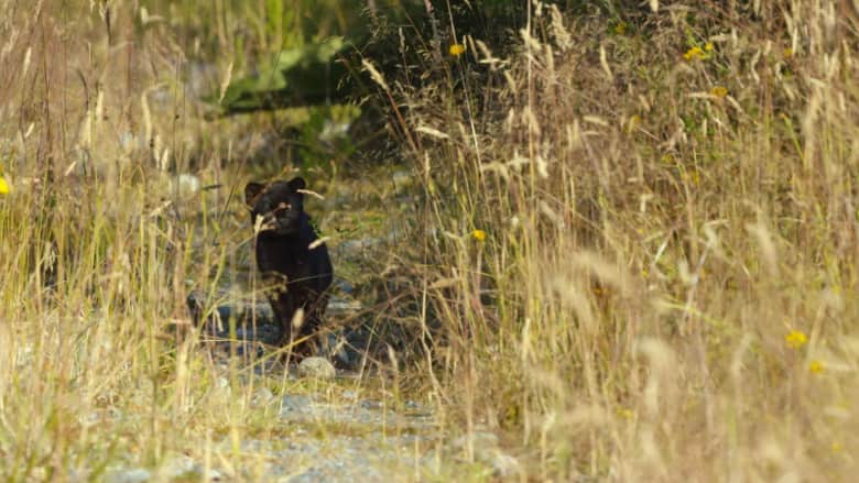 صغيرة الحجم وسوداء اللون.. شاهد إحدى أكثر القطط البرية ندرة بالعالم تلتقطها عدسة كاميرا للمرة الأولى