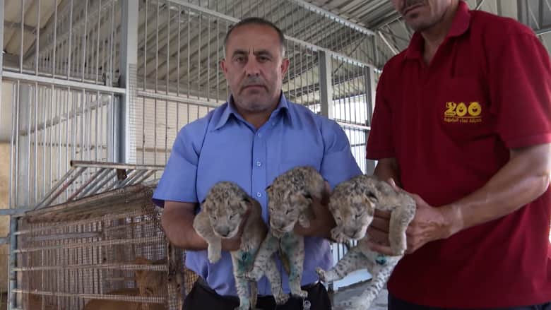 ولادة 3 أشبال أسود بحديقة حيوانات في غزة.. شاهد كيف يعتنون بها