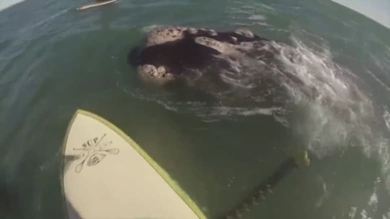 شاهد.. ظهور مفاجىء لحيتان حول ممارسي التجديف في الأرجنتين