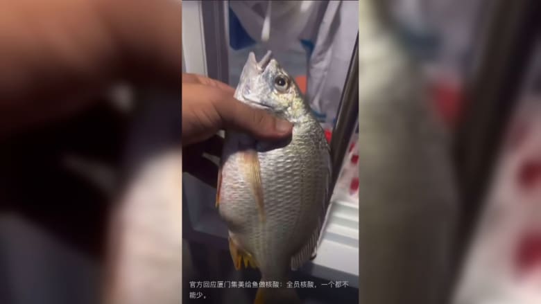 فحص واختبارات "مسحة" لأسماك في الصين يثير تفاعلًا وسخرية.. لماذا تقوم السلطات بذلك؟