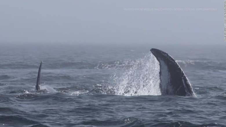 كاميرا توثق معركة عنيفة بين 20 حوتًا قاتلا واثنان من الحيتان الحدباء.. شاهد كيف انتهت