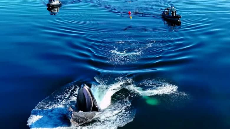 221020162439-rescuers-free-humpback-whale-entangled-in-buoy.jpeg