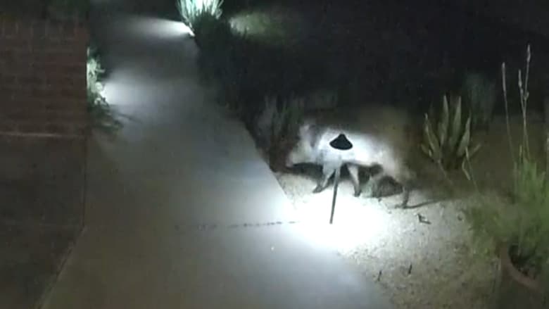 كاميرا ترصد ظهور خنزير بري ليلًا بمنطقة سكنية فجأة.. وخبيرة توضح كيفية التعامل معه