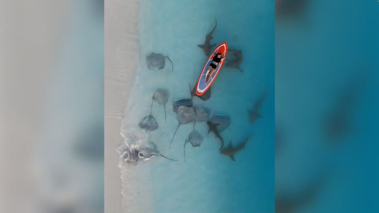 السباحة مع أسماك القرش والراي اللاسع في جزر المالديف