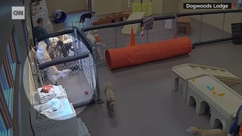 رصدتها كاميرا المراقبة متلبسة.. شاهد ما فعلته كلبة داخل مركز رعاية حيوانات