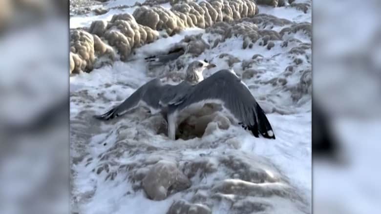 طيور النورس كانت عالقة في الجليد.. كيف تم إنقاذها؟