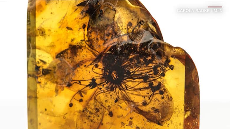 40 مليون سنة عمرها.. ألقِ نظرة على هذا النوع الجديد المكتشف من الزهور