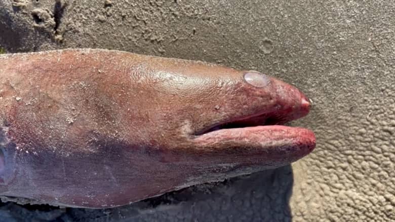 فيديو أثار صدمة.. شاهد مخلوق بحري يبلغ طوله 4 أقدام يظهر على شاطئ في تكساس