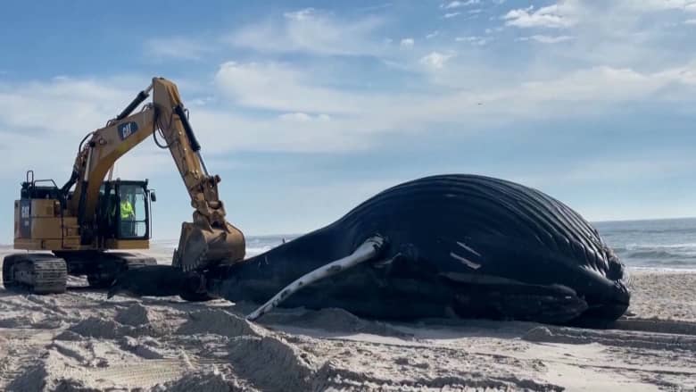 فيديو يرصد حوتًا ضخمًا انجرف على شاطئ في نيويورك