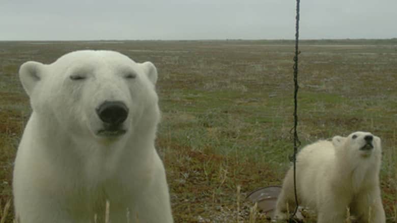 كاميرات نائية تلتقط صور سيلفي مضحكة لدبب قطبية.. شاهد تعابيرها