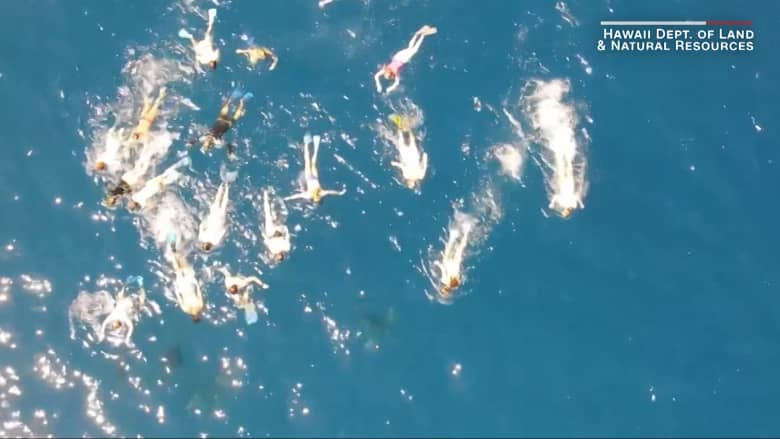 غضب في هاواي .. كاميرا ترصد 33 سباحًا "يضايقون" مجموعة من الدلافين المحمية