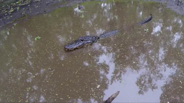 شعر بالتهديد.. لحظة هجوم تمساح على مرشد سياحي في فلوريدا الأمريكية